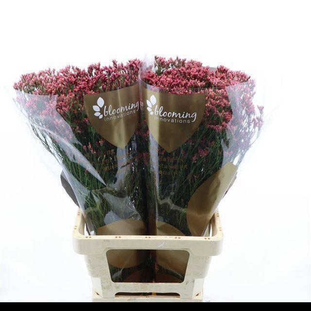 Limonium maxima diamond