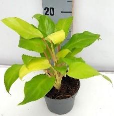 Philodendron Malay Gold