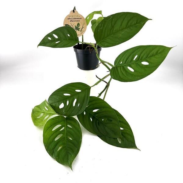 Monstera adansonii