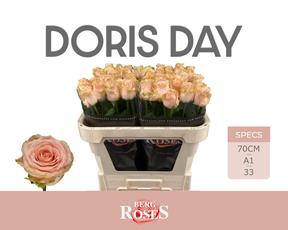 Rosa gr doris day