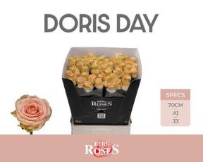 Rosa gr doris day