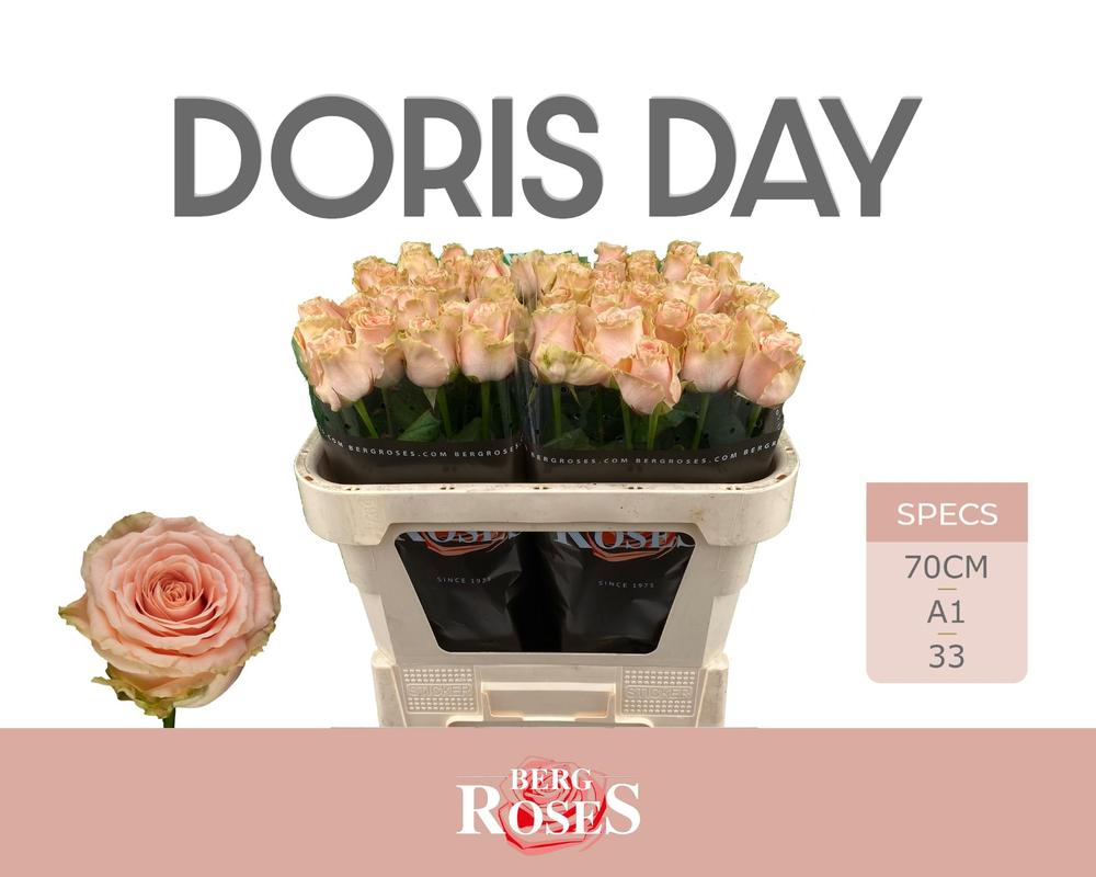 Rosa gr doris day