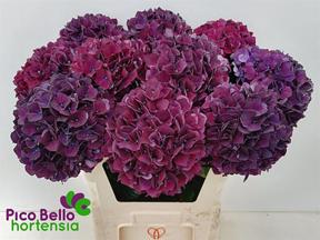 Hydrangea mag ruby red purple