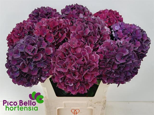 Hydrangea mag ruby red purple