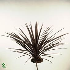 Cordyline indivisa Peko