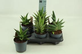 Sansevieria cylindrica Tough High