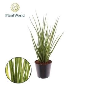 Sansevieria cylindrica Tough High