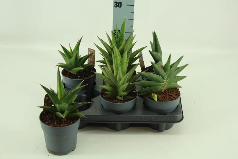 Sansevieria cylindrica Tough High