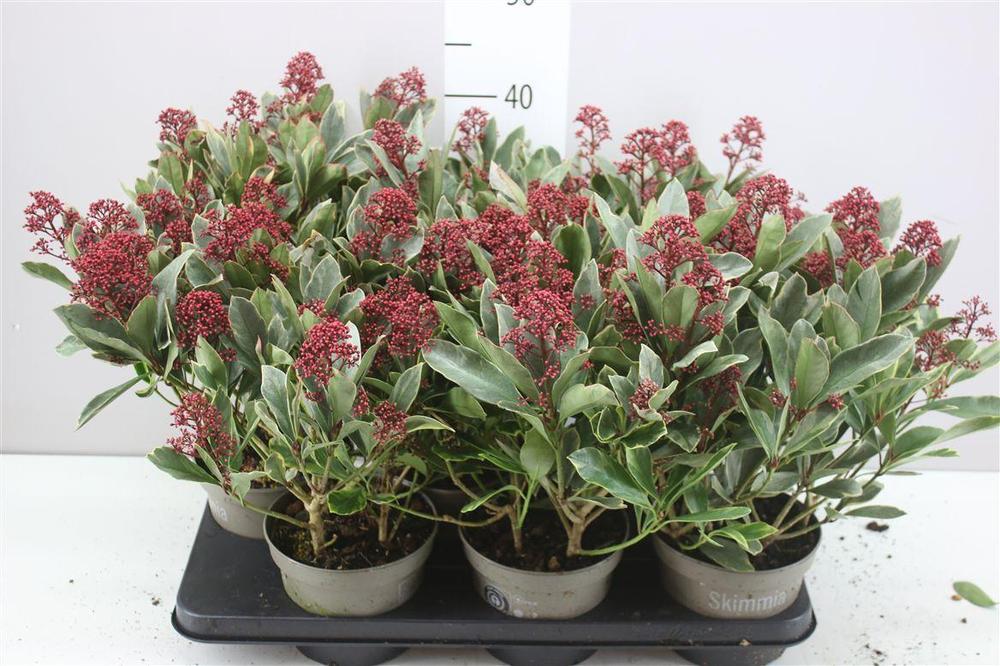 Skimmia jap. Perosa 10+