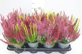 Calluna Beauty-Ladies Trio