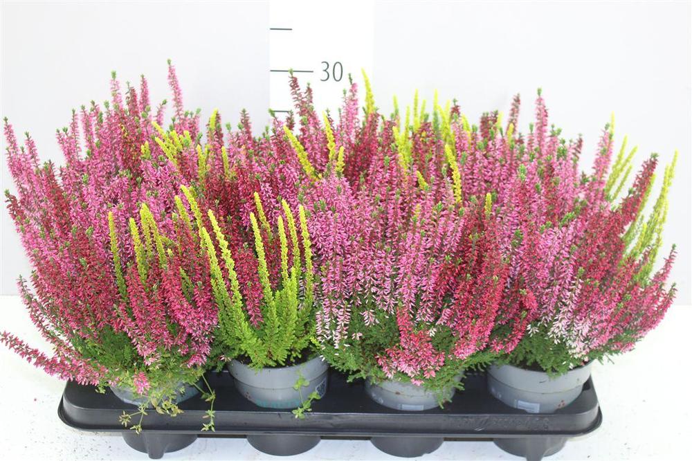 Calluna Beauty-Ladies Trio