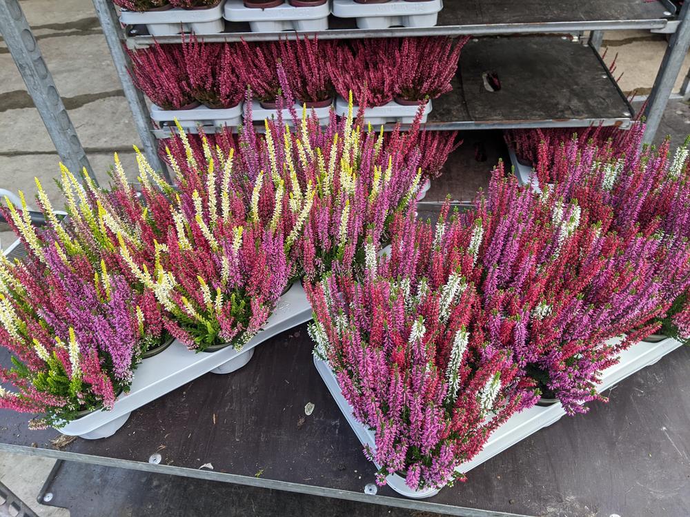 Calluna Beauty Lady Trio Milca