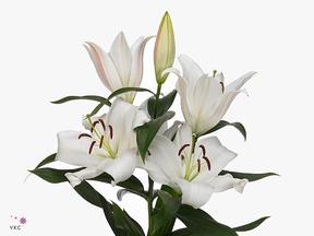 Lilium or zambesi