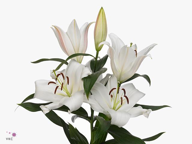 Lilium or zambesi