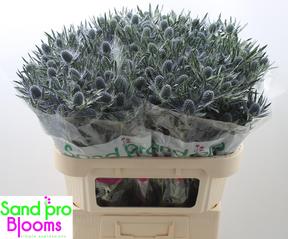 Eryngium mag blue lagoon