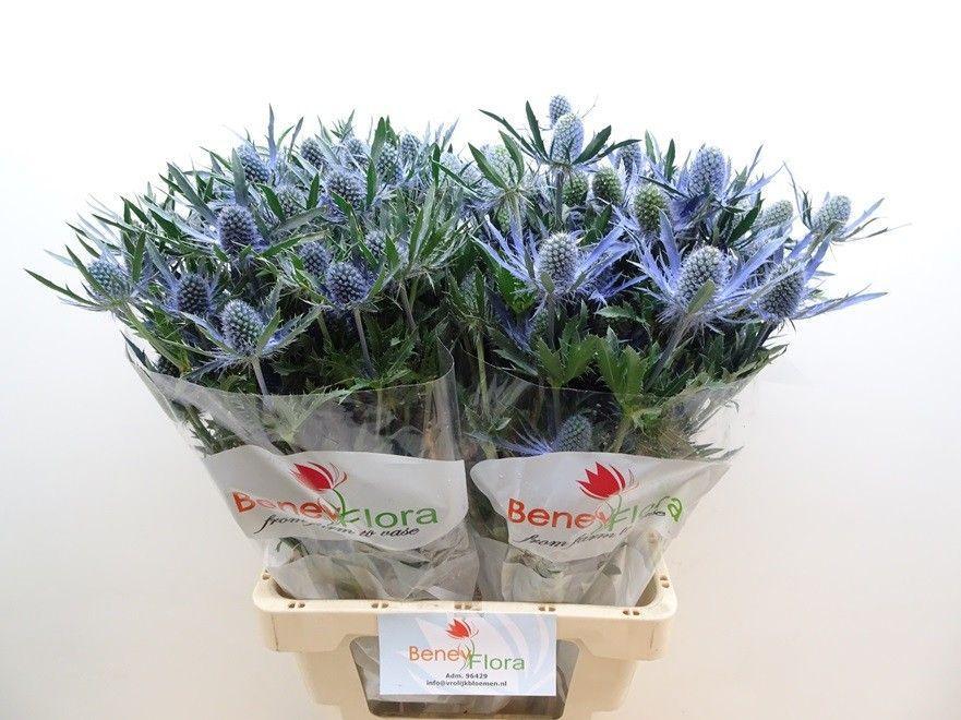 Eryngium mag blue lagoon