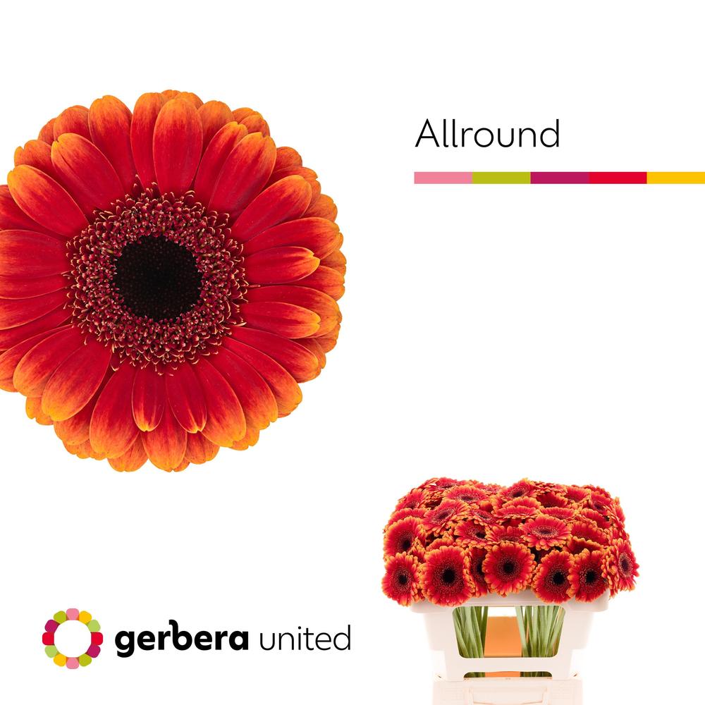 Germini plastic allround