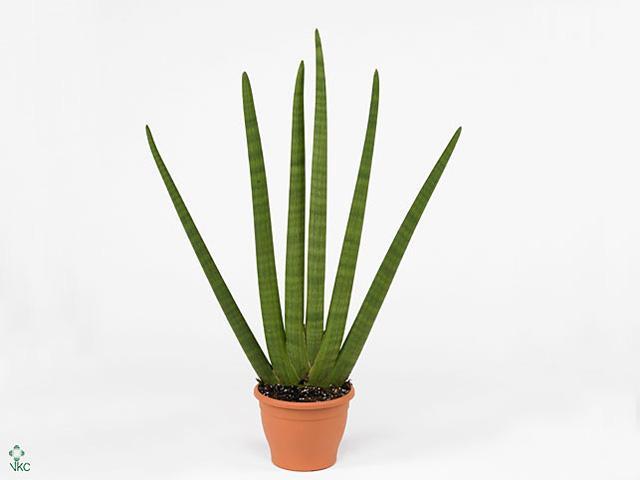 Sansevieria cylindrica Handshake