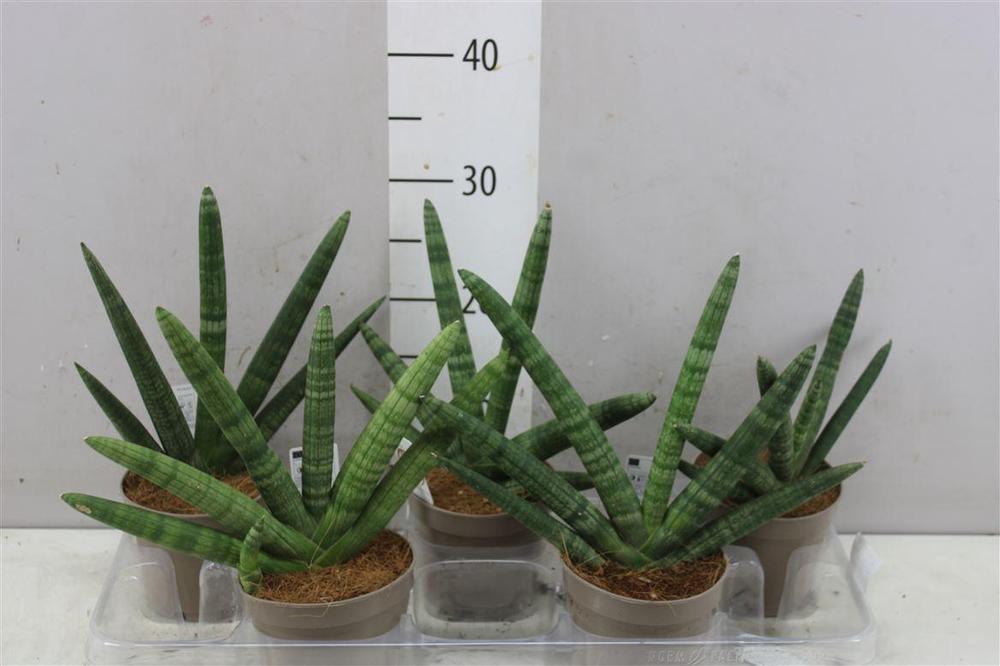 Sansevieria cylindrica Handshake