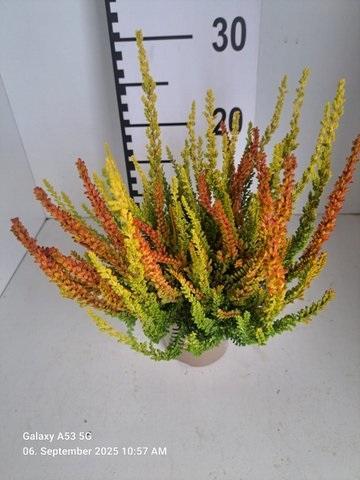 Calluna Sunset Twin