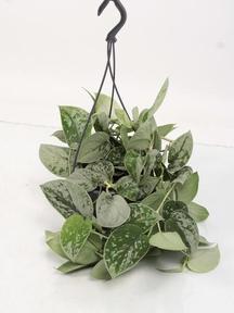 Scindapsus pictus Silvery Ann