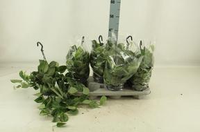 Scindapsus pictus Silvery Ann