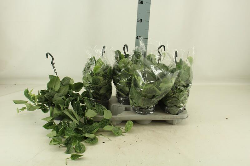 Scindapsus pictus Silvery Ann