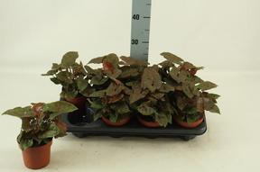 Syngonium Brocante