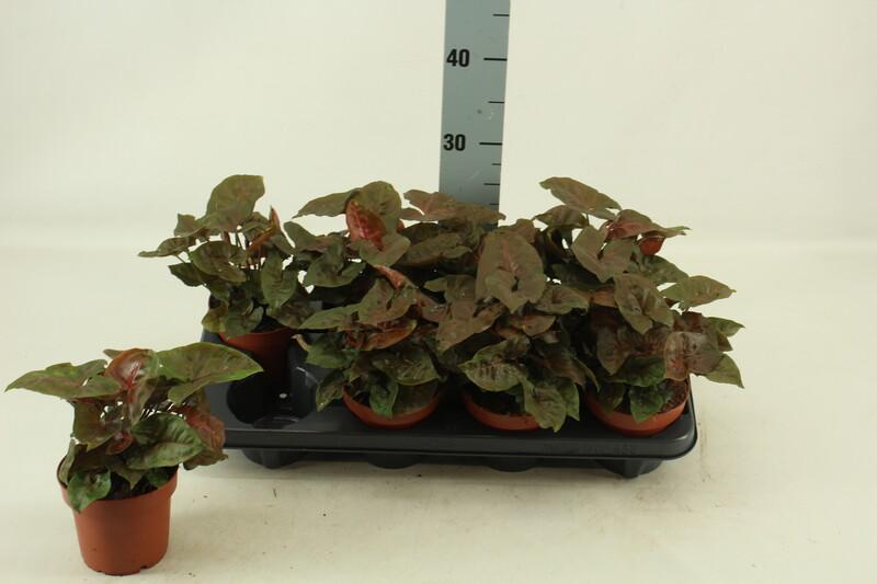 Syngonium Brocante