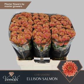 Chrys sa ellison salmon