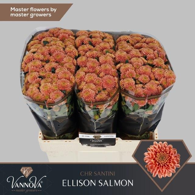 Chrys sa ellison salmon