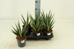 Sansevieria cylindrica