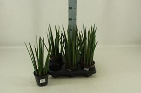 Sansevieria cylindrica