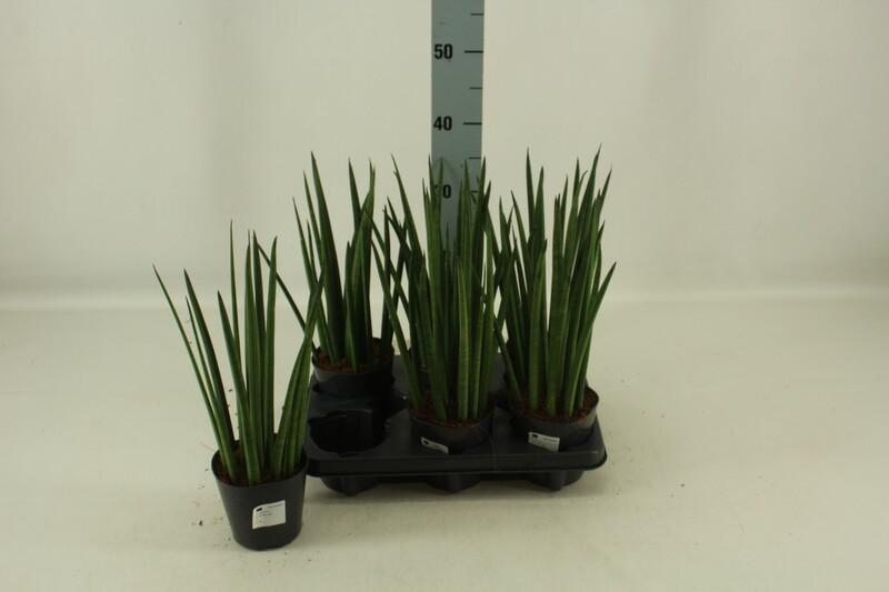 Sansevieria cylindrica