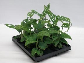 Monstera obliqua Monkey Mask