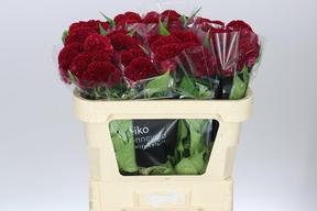 Celosia reprise velvet