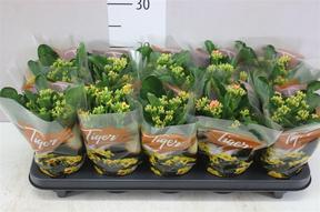 Kalanchoe Tiger mix
