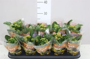Kalanchoe Tiger mix