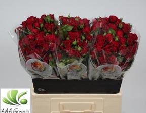 Rosa tr pushkin