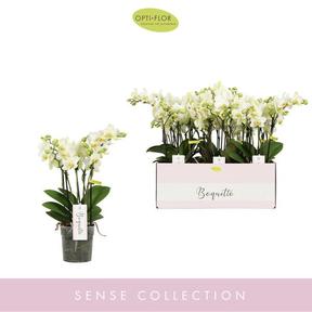 Phalaenopsis white 2tak Special