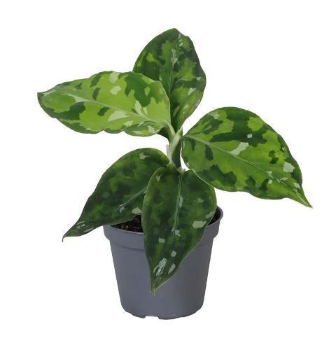 Aglaonema mini