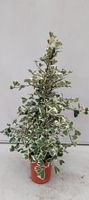 Ficus triangularis Sweetheart