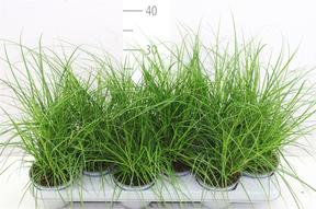 Carex brunnea
