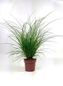 Carex brunnea