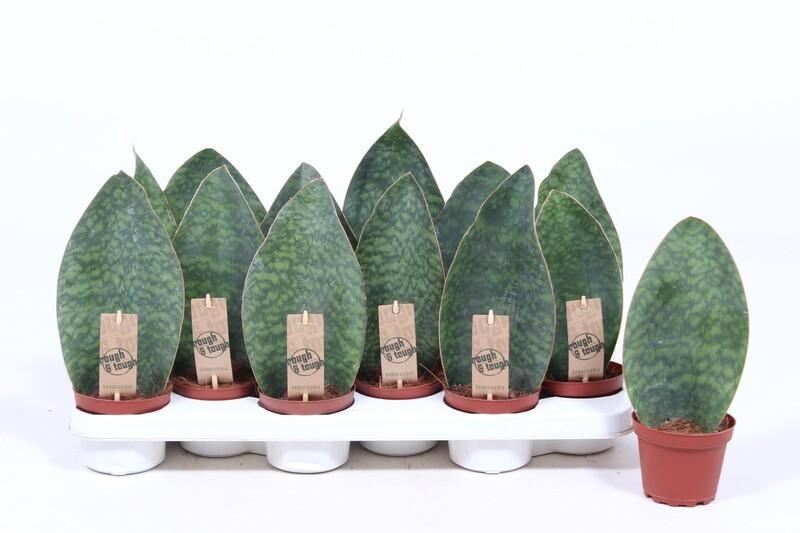 Sansevieria mansoniana Victoria
