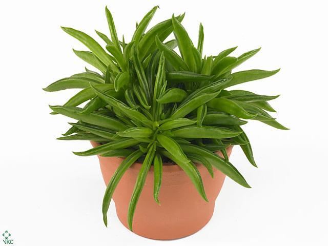Peperomia scandens Variegata