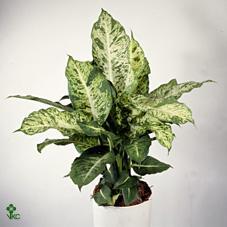 Dieffenbachia Reflector