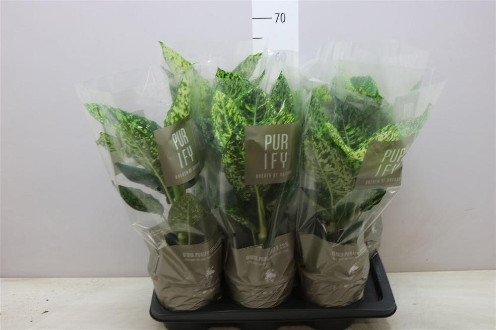 Dieffenbachia Reflector
