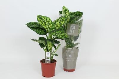 Dieffenbachia Reflector