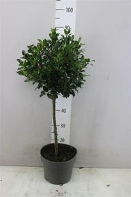 Ilex Blue Angel kmen